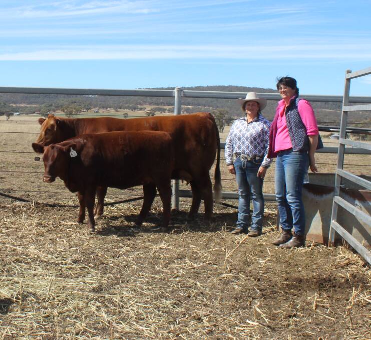 GK Red Dina 164 K33 sold for $13,000 pictured with Kirrily Iseppi, GK Red Angus, Leafmore, Dalby and buyer Diane Greenwood, Greenwood Park Red Angus, Pittsworth.