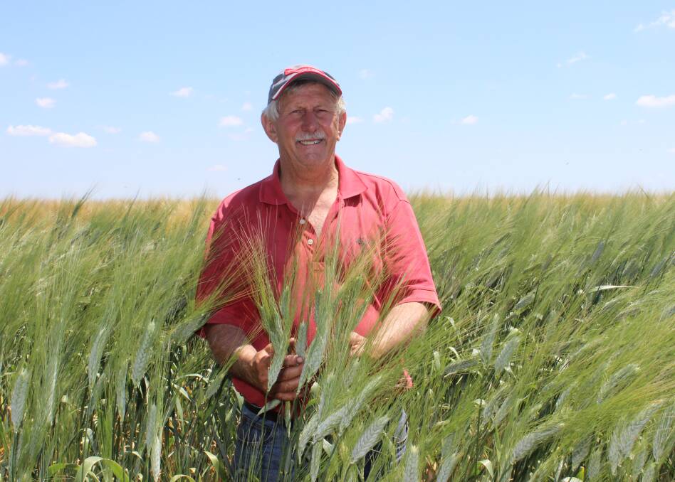 Jondaryan district farmer Geoff Pedler is looking forward to harvesting his niche trial planting of Kamut wheat.  