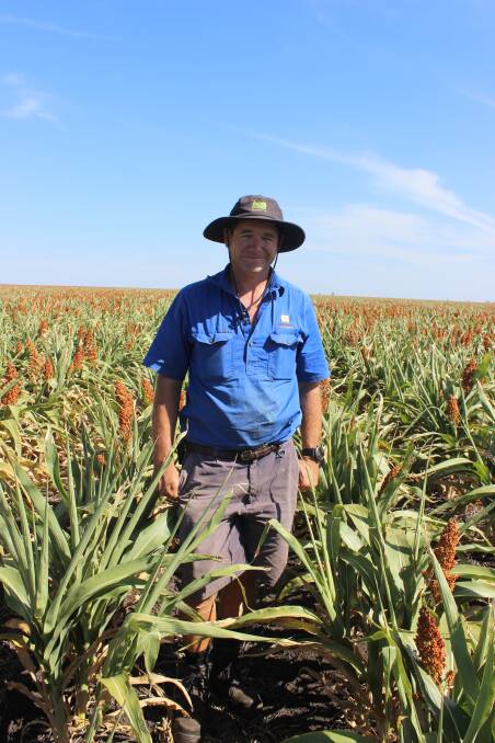 Brutal season:John Alexander, checks over his sorghum crop on his Jimbour district property Carnamah, that has received no significant in-crop rain. Picture: Helen Walker