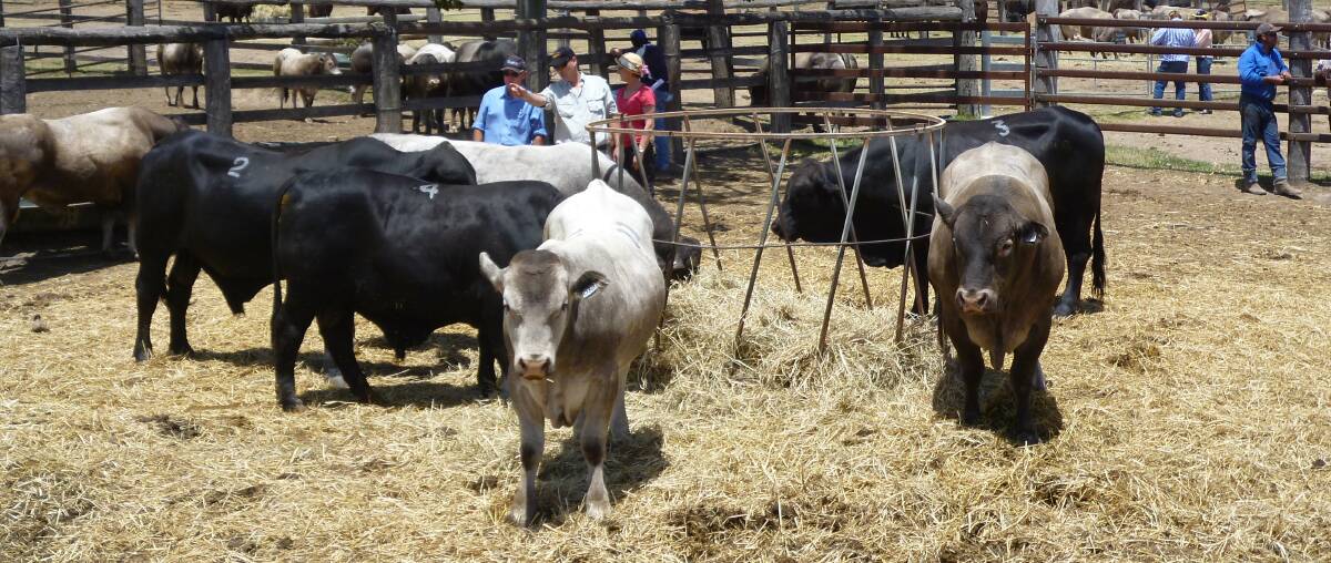 About 35 cattlemen enjoyed the Folkslee Bazadaise and Brangus Stud open day last weekend.