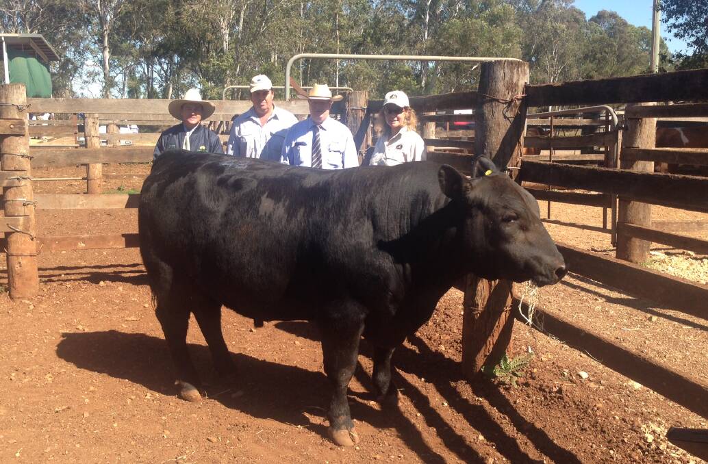  Sale Topper: Brown Mountain Galleon K181 sold for a top price of $8000, and is pictured with Midge Thompson, Aussie Land and Livestock, buyer Jamie Crawford, Mark Duthie, GDL and vendor, Rosemary Hack. 