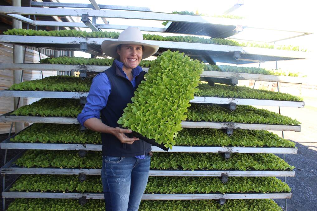Stacey Hamblin, Westview Garden Seedlings, Wyreema, with Matilda Chinese Cabbage variety seedlings that are grown for farmers.