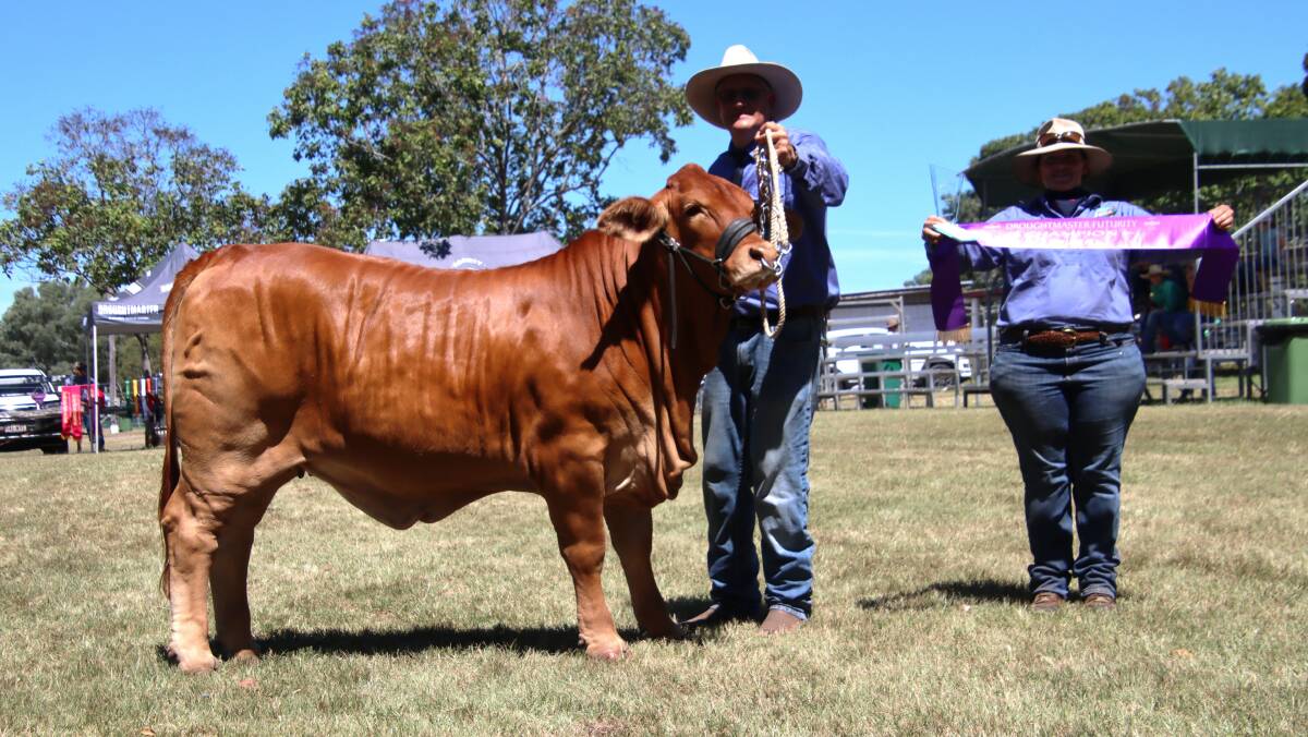 Junior champion female was Smithy"s Firefly (HP) exhibited by Rowan and Coralie Turner, Smithy's Droughtmaster, Yangan. Picture Jenny Underwood.