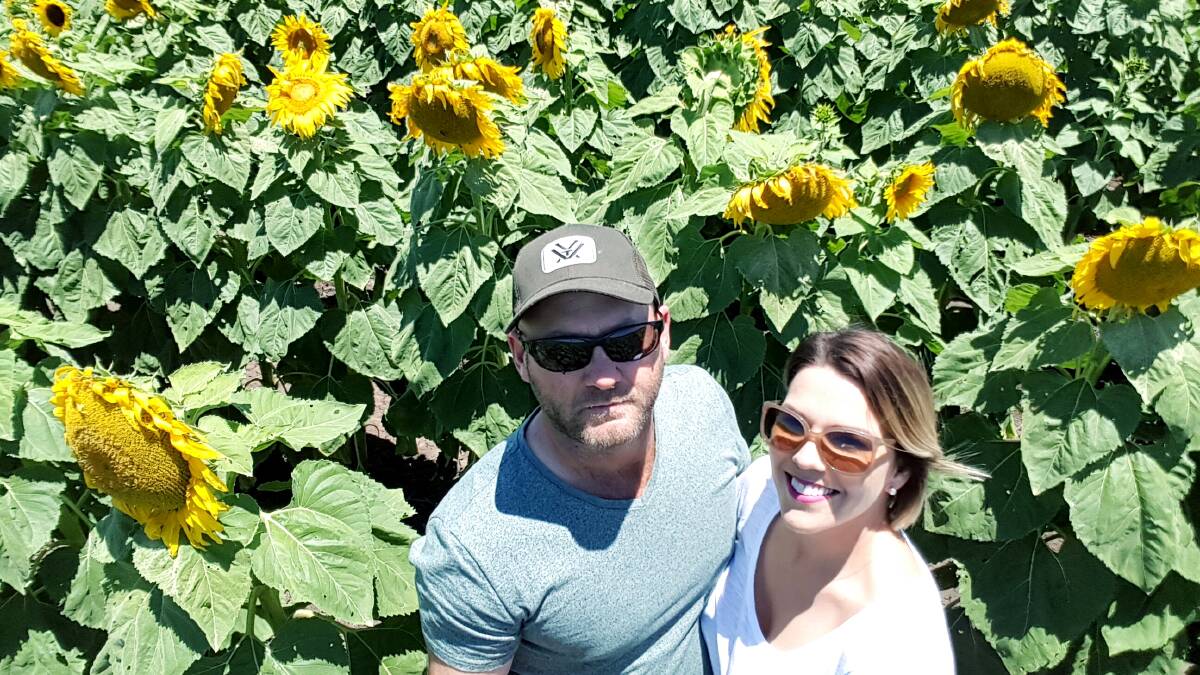 Central Queensland sunflower grower Roland Hornick and his partner Lindy Krieg plan to include sunflowers every year to take advantage of the rotational benefits of the crop and to spread their financial risk.