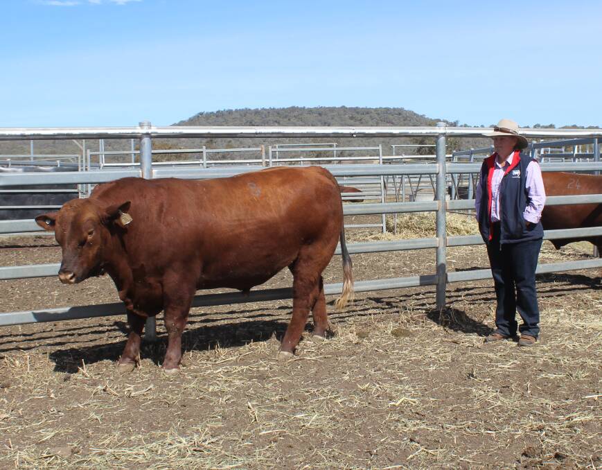 Boonyouin Legend L21 sold for $8000 by Maryanne Kearney and bought by Edwin Cook, Proston.