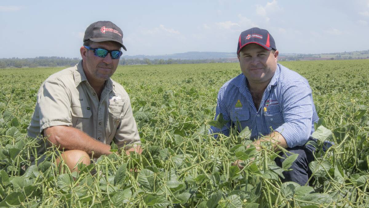 Wondai farmer Mick Guse and BGA Agriservices agronomist Damien Sippel inspecting a crop of Crystal mungbeans sown on 20 December and due for harvest in late March.