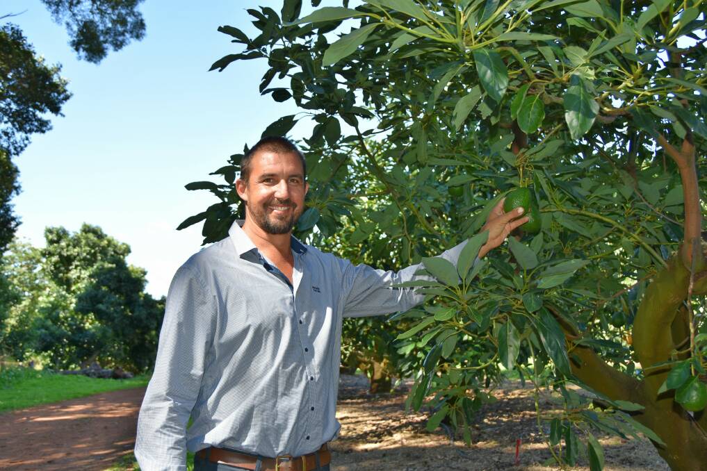 Avocados Australia regional director Tom Silver said quality and size were up in the Tamborine and Northern Rivers regions this year.