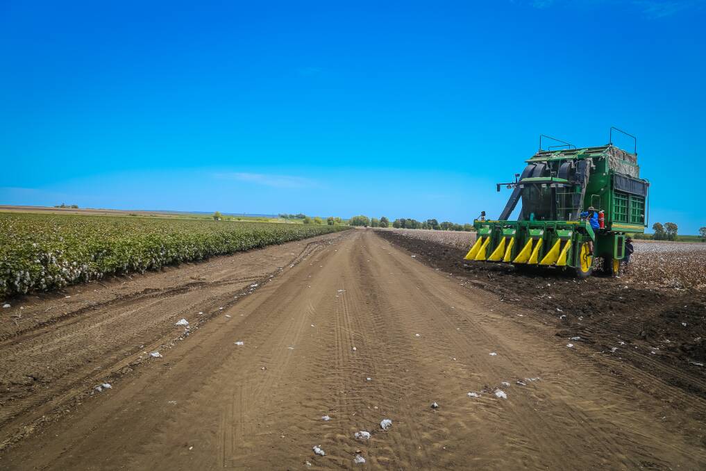 More than 95pc of the 2018 cotton crop planted was Monsanto’s Bollgard 3 varieties. Photo: Kelly Butterworth