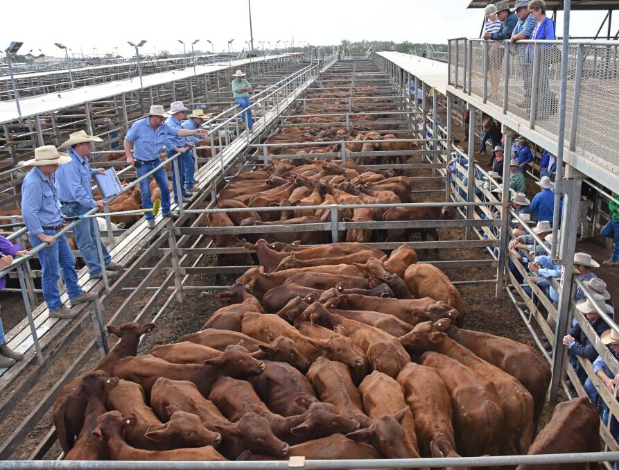 A sell-off of steers from Pony Plains, Wandoan, reached a top of 324c/kg. Picture - Hayley Kennedy.