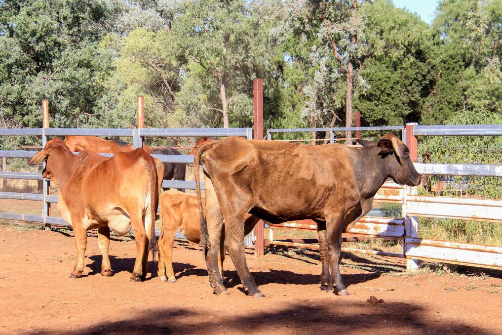 Cattle affected by Pimelea. 
