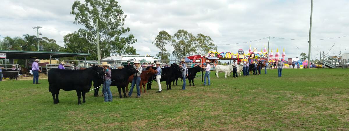 Stud beef cattle judging at Murgon Show on the weekend. 