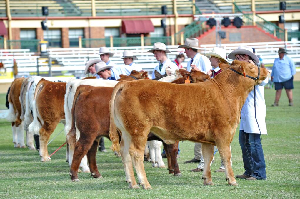 BEST OF THE BEST: Almost 400 led steers will be on show at the Royal Queensland Show this year. 