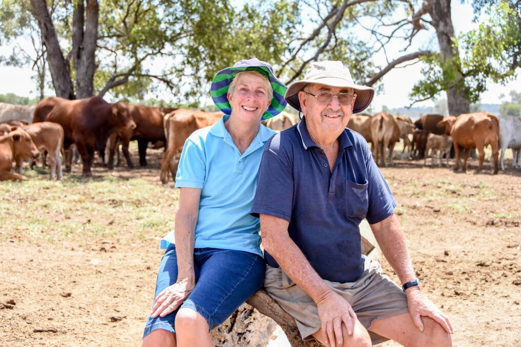 Helen and Russell Sallway, Boxgrove, Mungallala with some of their breeder herd. 