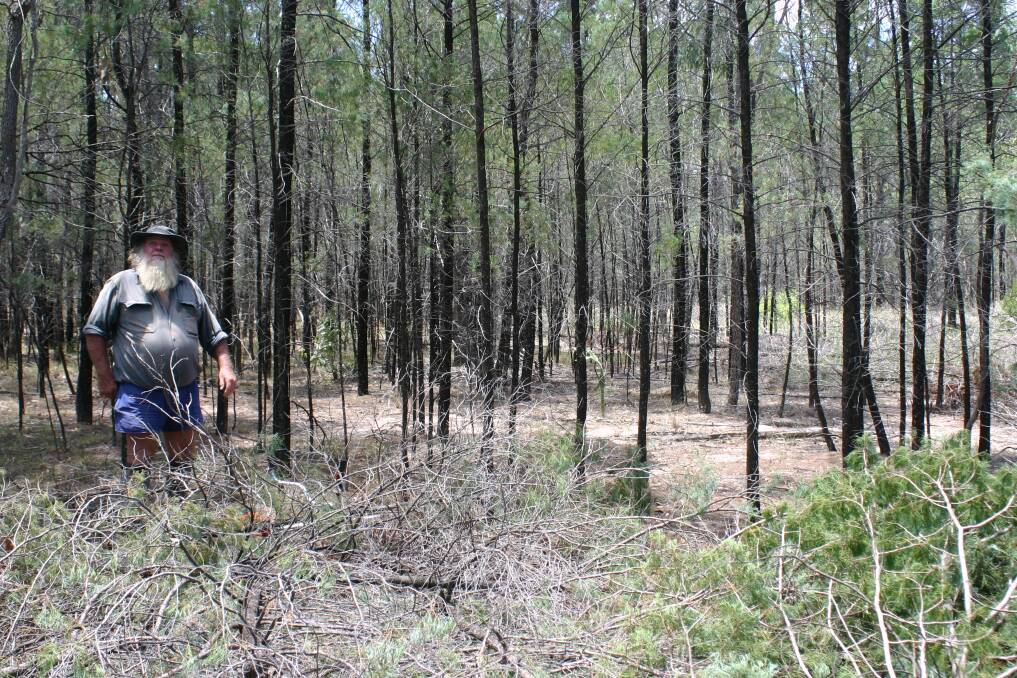 Ray Klein at Glendonell, Injune, where he used fire and thinning to increase carrying capacity. Picture: Donna Hurley