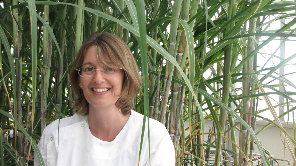 CSIRO's Dr Karen Aitken said the breakthrough in genome mapping addressed the critical challenge of stagnating sugar yields by tapping into the previously inaccessible genetic diversity of sugarcane. Picture: Supplied by UQ 