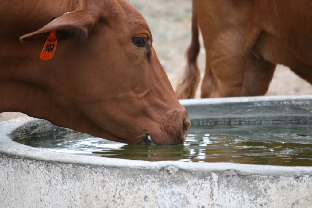Jenny Underwood, Wallumbilla snapped this picture of her Droughtmaster enjoying a drink during the hot weather.  