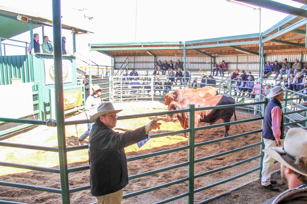 The sale featured bulls, heifers and semen packages. 