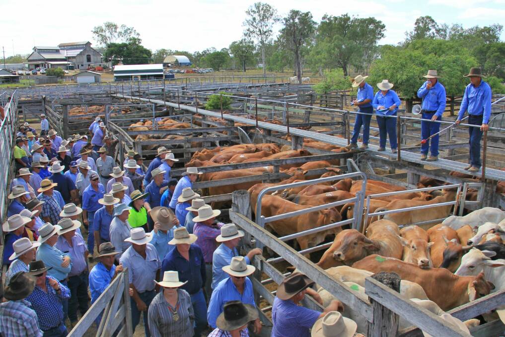The Biggenden cattle sale will return on Monday January 15. 