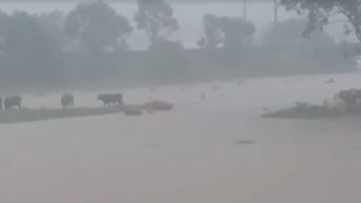 WATCH: Gold Coast cows rescued from flood waters