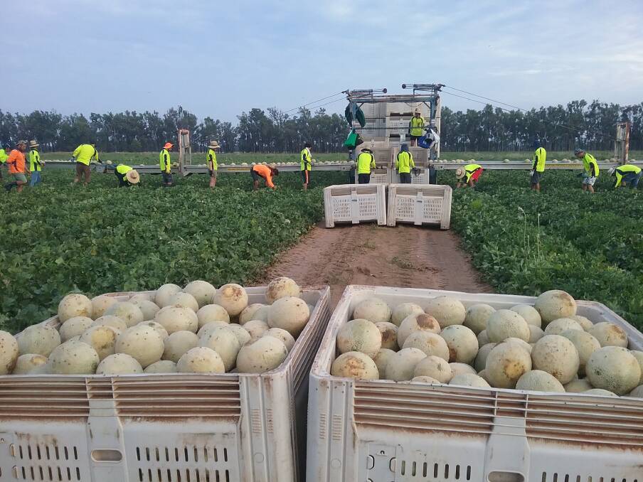 Workers at the Haliden property busy picking the Infinite Gold rockmelons. Picture: Supplied