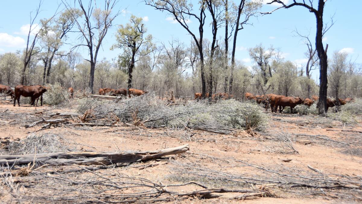 The Sargood's country is in need of rain with mulga the only thing keeping them going. 