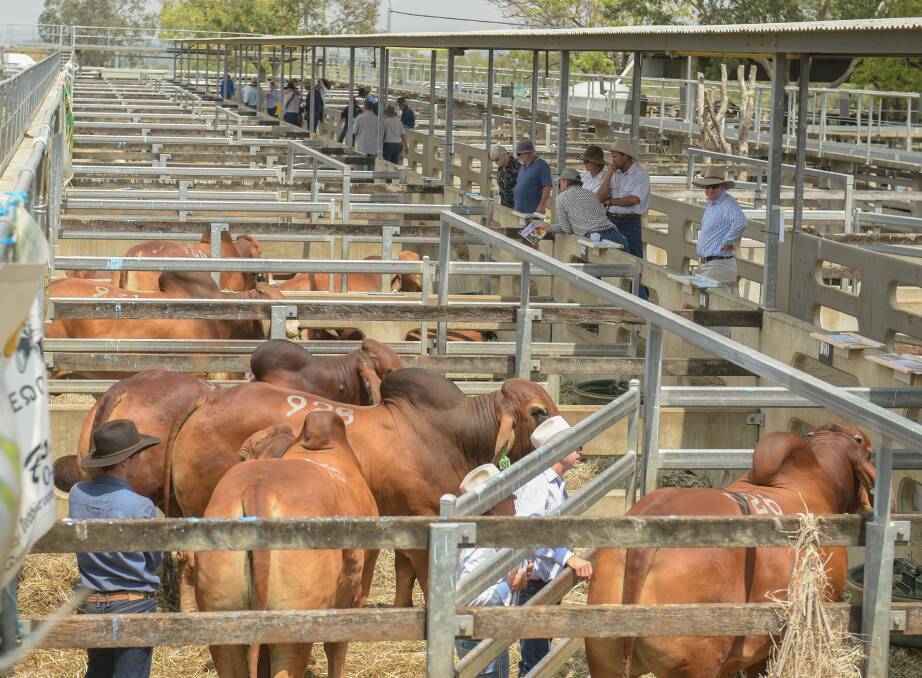 The red Brahmans were sold on Tuesday and Wednesday with a top of $100,000 twice. Picture - Lucy Kinbacher.