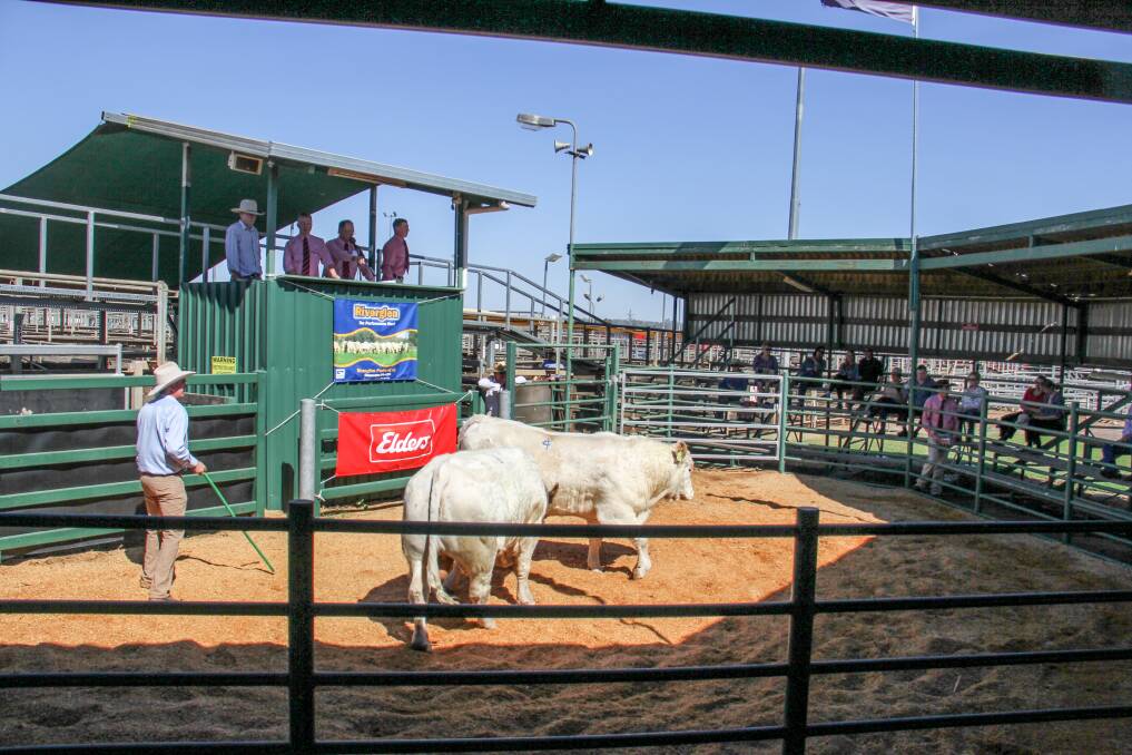 51 bulls were offered at the sale in Roma today. 
