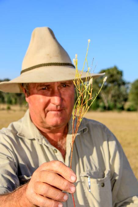 HARMFUL: Producer Rob Cornish, Riverview, Mitchell with a Pimelea plant found on his property. Picture: Lucy Kinbacher