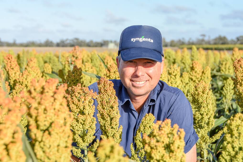 Tim Fraser in his irrigated sorghum crop outside of Chinchilla. 