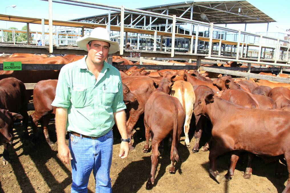 Andrew Holt, Landmark Roma with steers from Glen Valley Pastoral Co, Jundah which sold for 440.2c/kg.