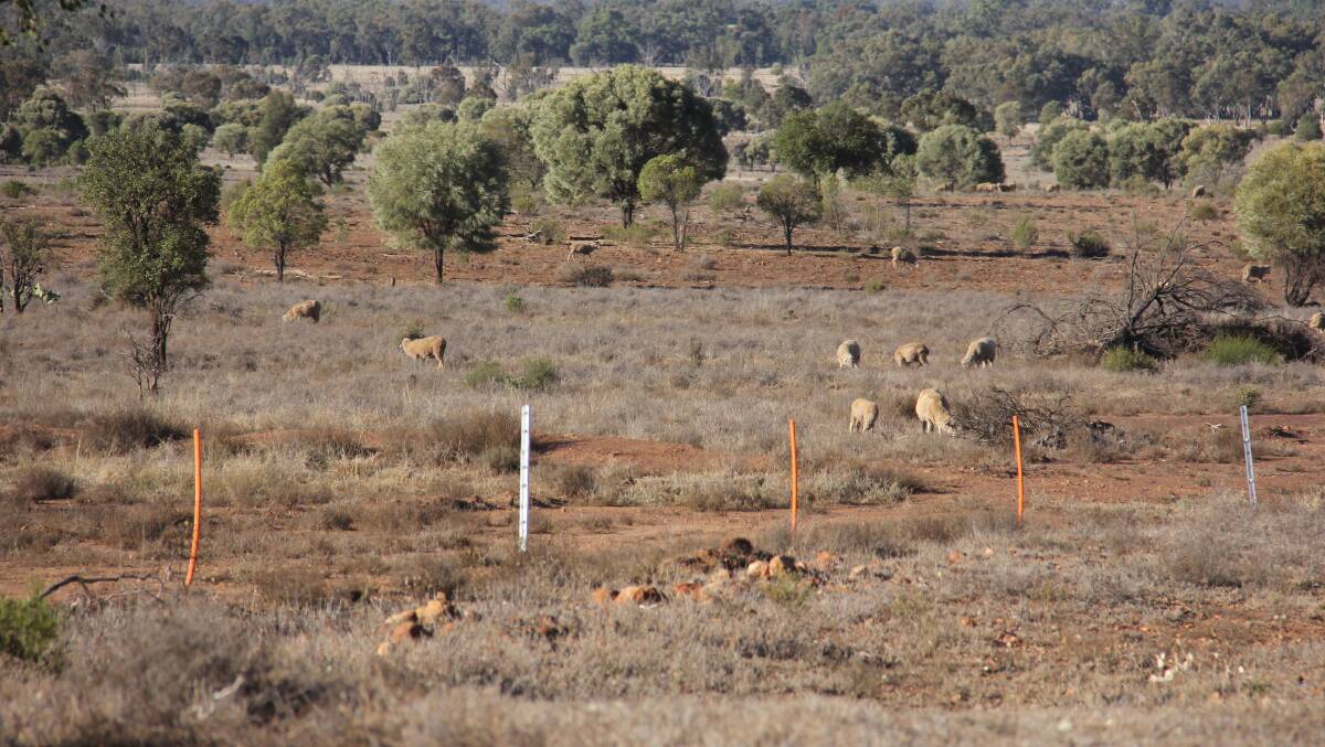 The Dingo brand fence which features orange posts.