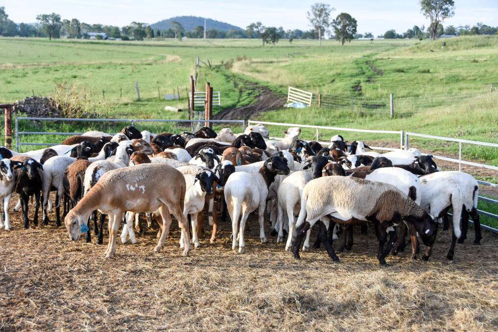 The cross breed meat sheep at Binbury, Windera.