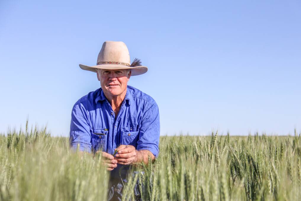 Gavin Burey, Maree Downs, Amby with some of his wheat crop. Pictures: Lucy Kinbacher