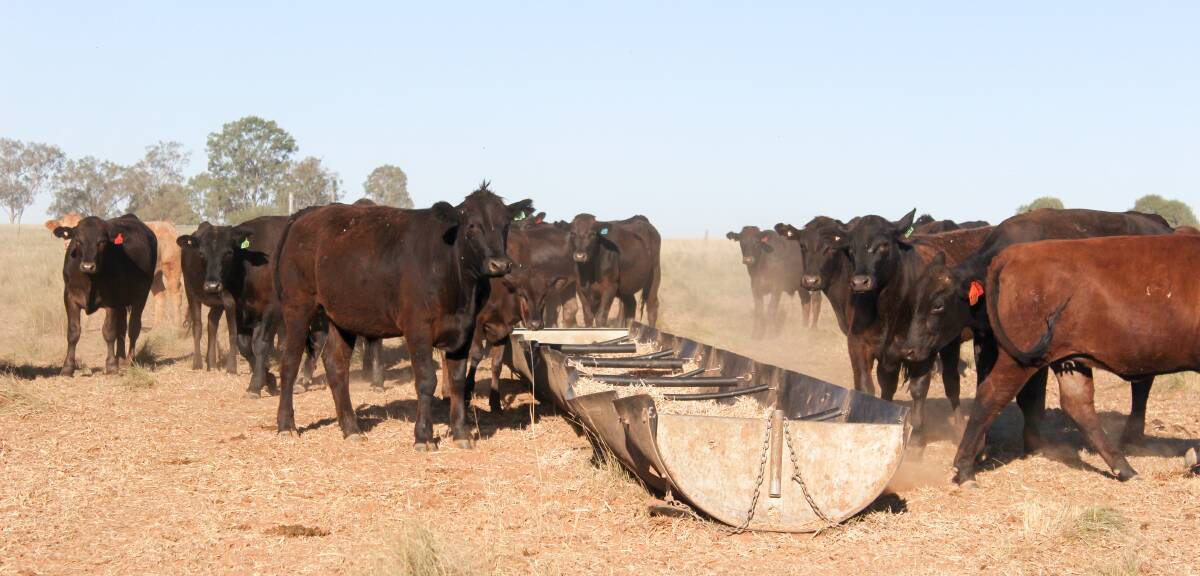 Their cattle pictured eat a wheat based ration. 