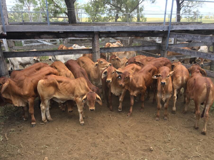 A pen of red Brahman weaner steers from D and W Goodman-Jones, Gin Gin, which made $810/hd. 