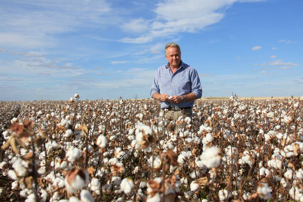 Cubbie Ag CEO Paul Brimblecombe in cotton fields at Cubbie Station, Dirranbandi which has had a tough season after battling hot condition. 