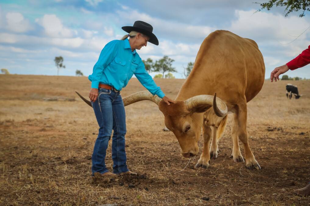 Lynda Bethel, Leahton Park, Charters Towers, with a cheeky Texas Longhorn. Picture: Kel Butterworth