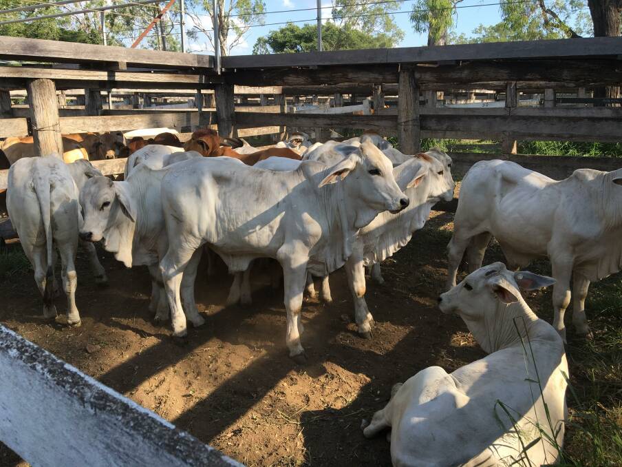 The Roylance and Marriage families, Miriam Vale sold light weight grey Brahman weaner steers to top $880/head.