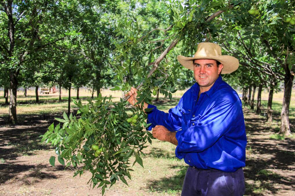 Boyd with some of the pecan trees. 