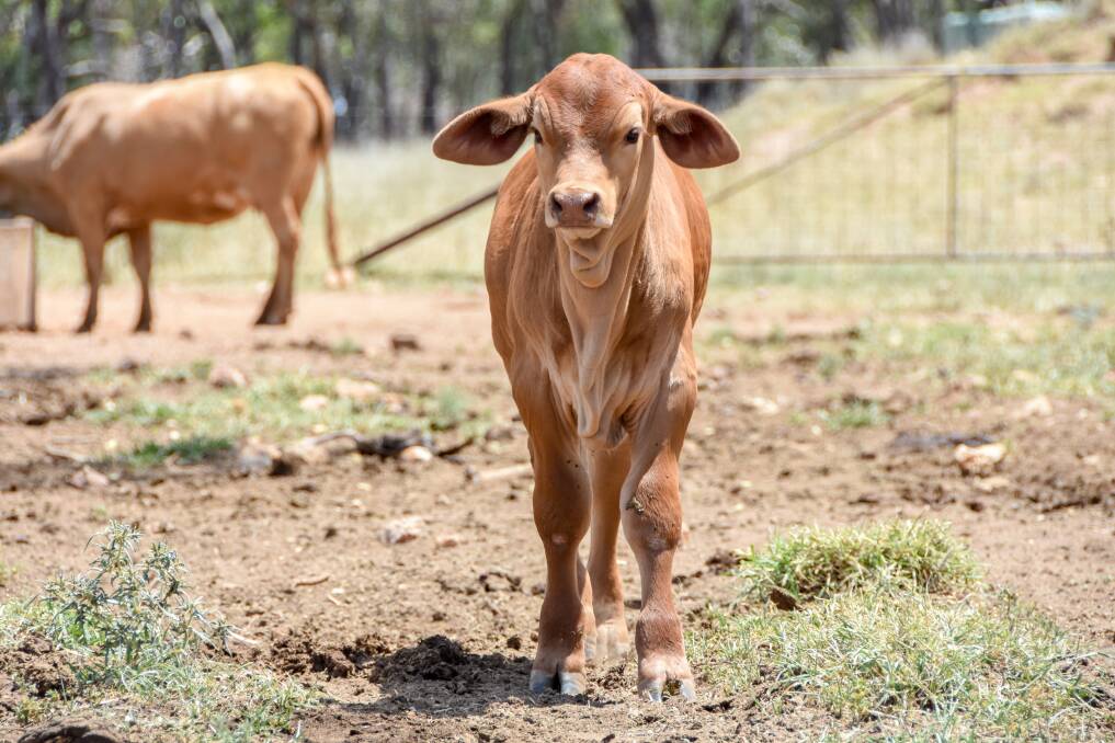 A Droughtmaster cross bull calf. 