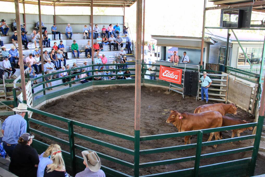 Dave McCabe, Breffni Droughtmasters with his cattle in the sale ring at Gympie. 