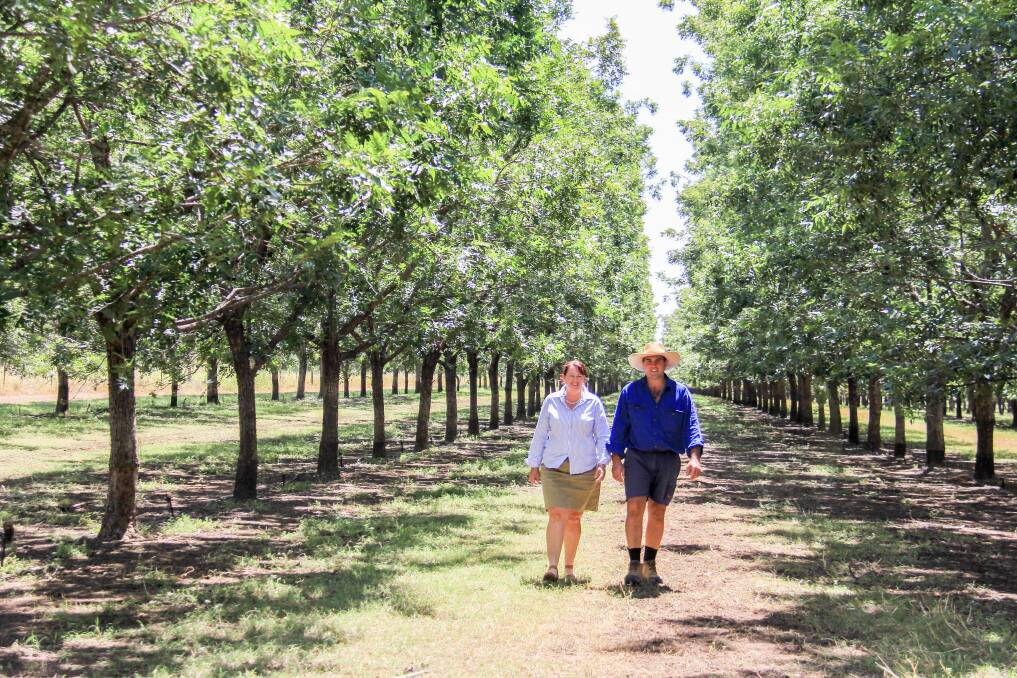 Michelle Chicken and Boyd Paton in their pecan trees at Mundubbera. 