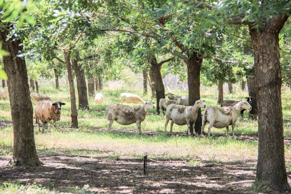 Sheep are put in the paddock with the pecan trees to reduce weeds around the trees.