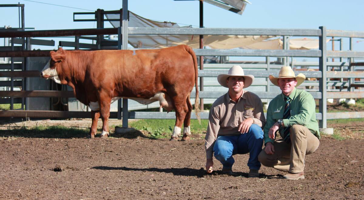 SALE TOPPER: Billa Park Lady Rush L7 (P) sold for $6000 and is pictured with Scott York, Billa Park Simmentals and Colby Ede, Landmark stud stock.