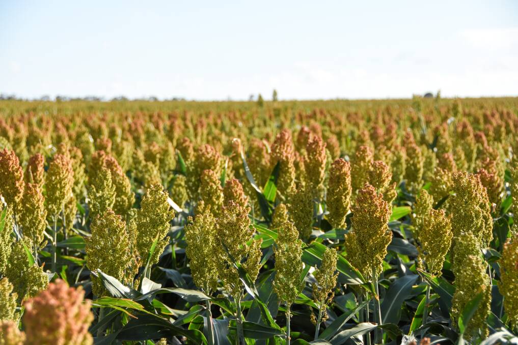 The irrigated sorghum crop has received about 200mm of in crop rain. 