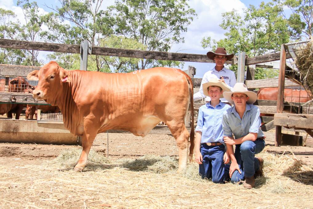Kerri McKenzie, Hamadra Droughtmasters, Bluff with Christian and Jordan Brooks, Major Droughtmasters, Wivenhoe Pocket and the $15,000 sale topper, Hamadra Golden Girl. 