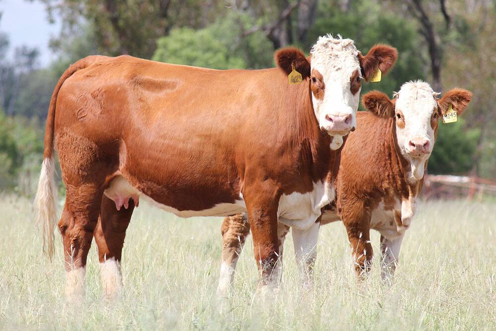 Lot 5 Billa Park Glamour G23 and her heifer calf were the second top priced lot after they sold for $5500.