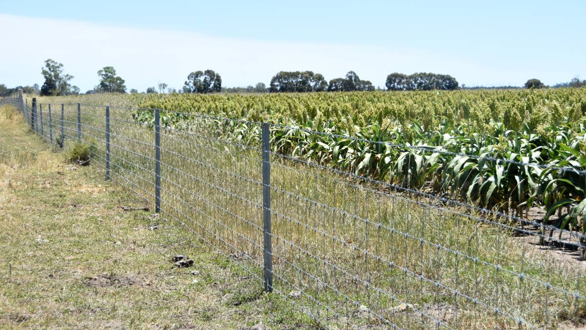 Some of the pig proof mesh fence the family self-funded around their crops. 