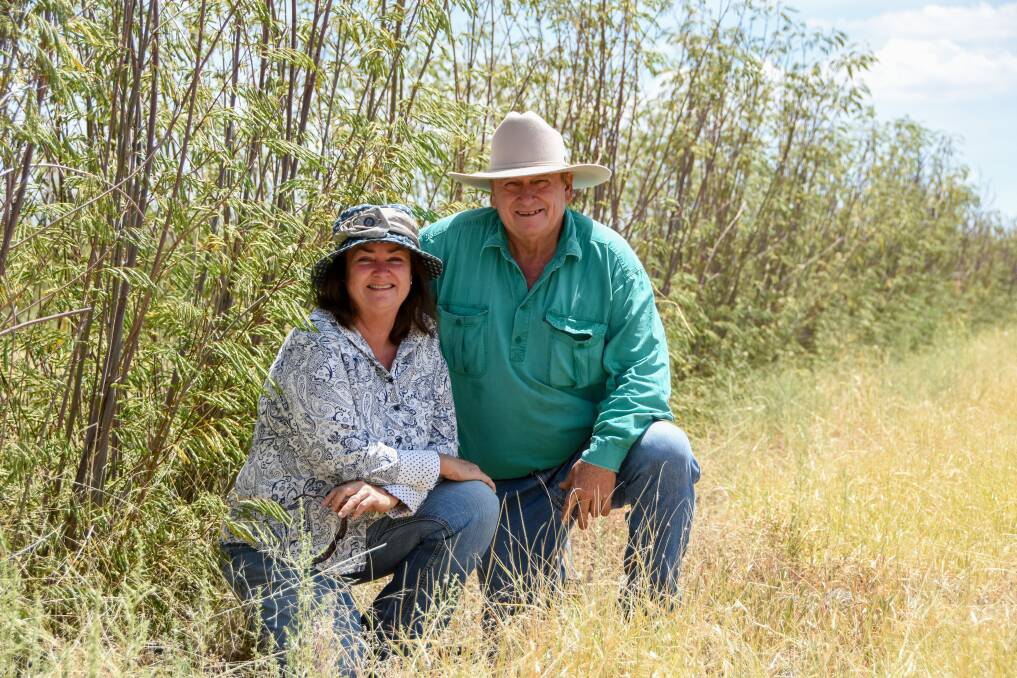 Gigi and Scott Robertson of Westwood, near Mitchell, with some of their leucaena. 