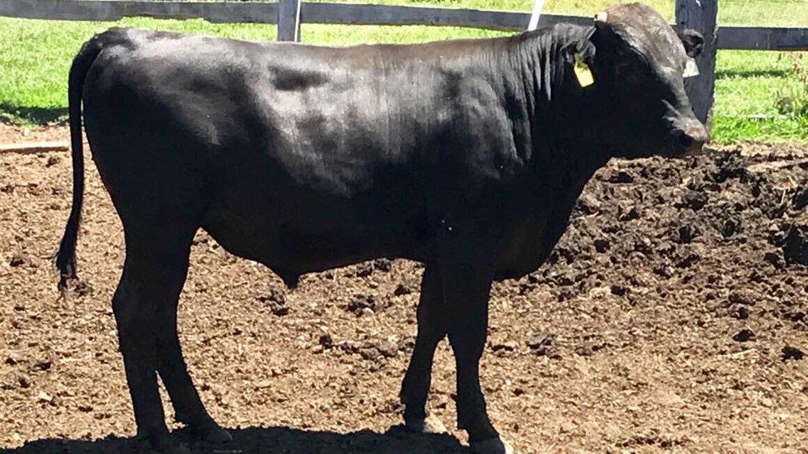 WAGYU BULL: Shareholdings are being offered in Cabassi Manifesto V1.